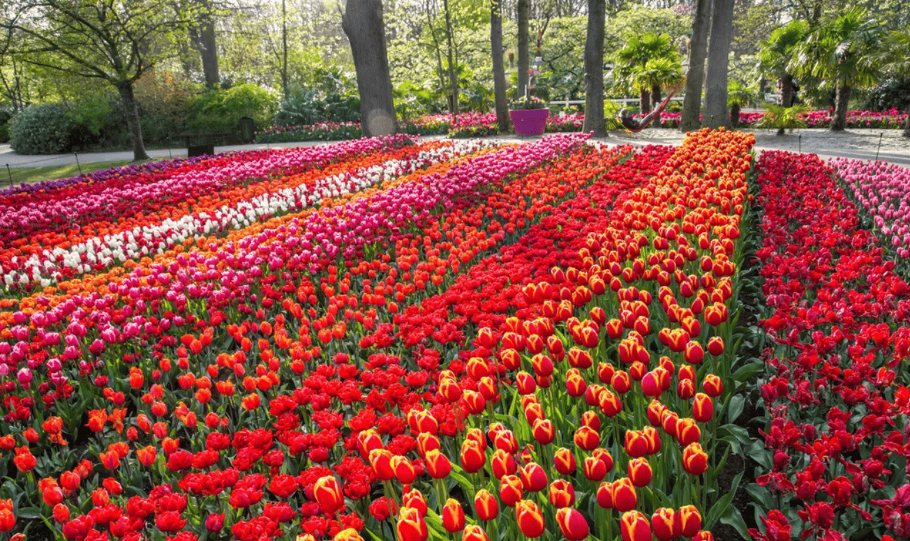 4月旅游｜2. 荷兰郁金香盛宴